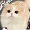 hong.duy7394