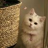 basmala.mohamed3057