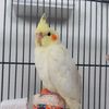 cockatielcutie