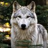 whitewolf666