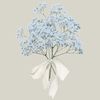 shira3973