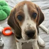 gamora_thebeaglee