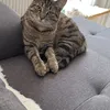 mutt.von.fritzel