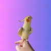 antics.with.arlo