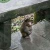 levrairafoufou