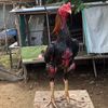 kandang_patlima45
