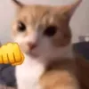 xthecatmanx