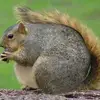 nitrixxx6