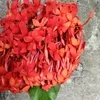 caridonilo