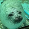 ｉＡｅｒｏ🐬®︎