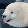 pompuritty