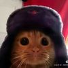 dawnii_catshar