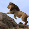 cheta0074