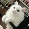 meomeomew2