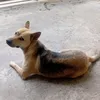 huyfox4