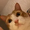 duc_o_25