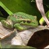 froggy2367088