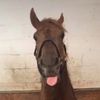 horse_girl_edits4