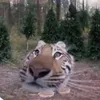 kurdish.clip1