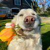 Funny.pet.26