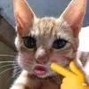 thanhlam148210