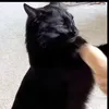 cat_duo01