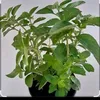 Plantas medicinas