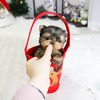Dayle Teacup Puppies