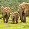 elephantlu0