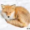 foxlove.825