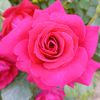 angel_5605