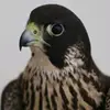 gulzarbina