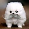 mangocat245