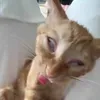registerdflexoffendr