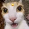 حمبولا القولا
