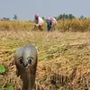 snake.harvest.fie