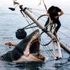 bruceshark270