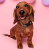 jolie.the.dachshund