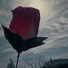 my_zahraa8