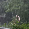mui.cua.mua_465