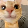 gioiacapelli90