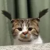catbeyblade3