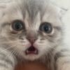 _vlog_cat