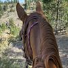 emma_horses45