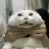 futurehcmuestudent