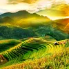 minhphutai81314139