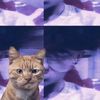 hatue.harati2