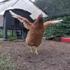 poulesdesmontagnes