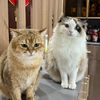 catrypet