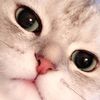 cute.pet.life 45